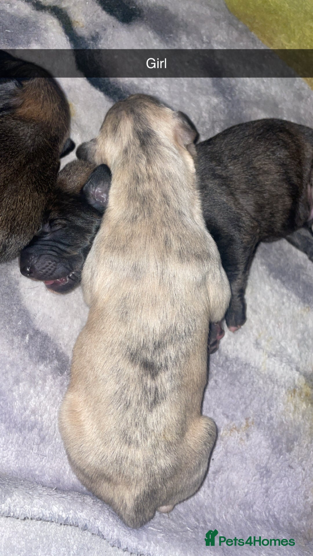 Mixed Breed dogs for sale: Stunning saluki greyhound puppies!  - Image 22