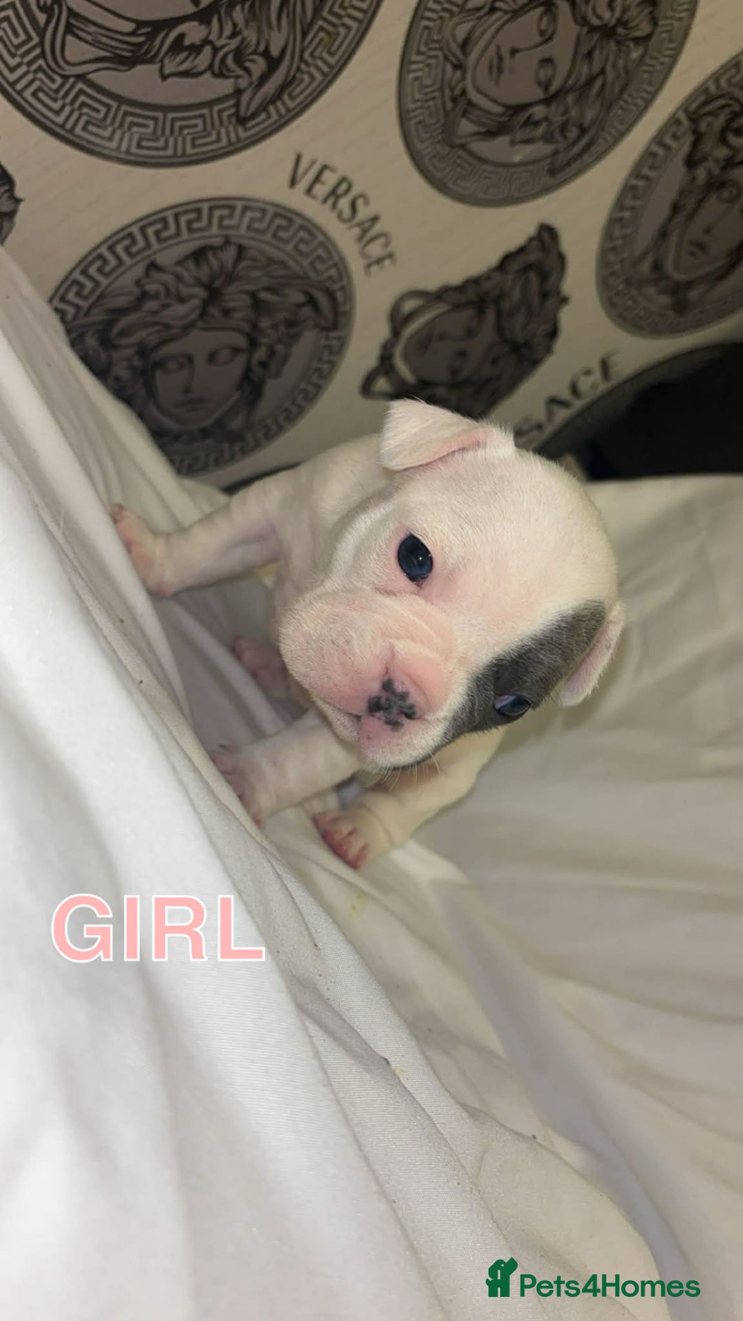 French Bulldog dogs for sale: French bullDog pups - Advert 2