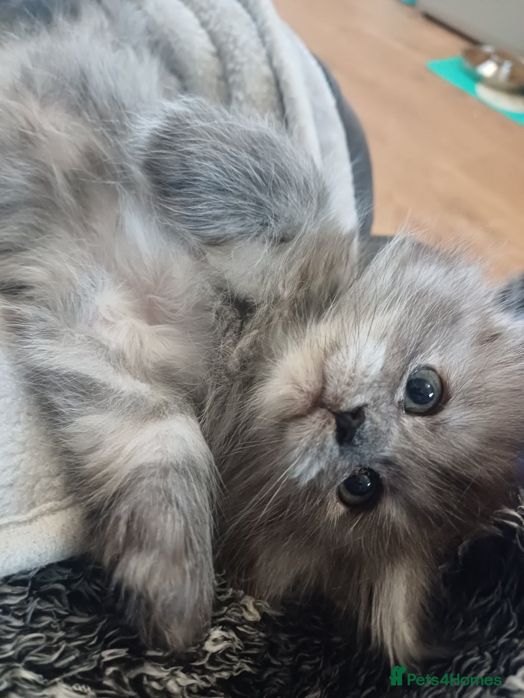 Maine Coon cats for sale: Last gorgeous girl - Advert 4