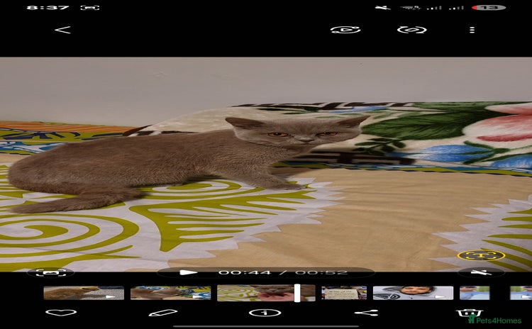 British Shorthair cats British Shorthair lilac  - Advert 6