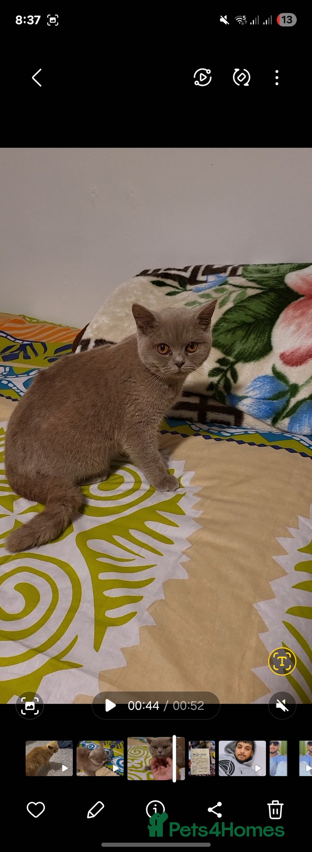 British Shorthair cats for sale: British Shorthair lilac  - Advert 1