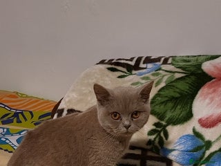 British Shorthair cats British Shorthair lilac - Advert 5