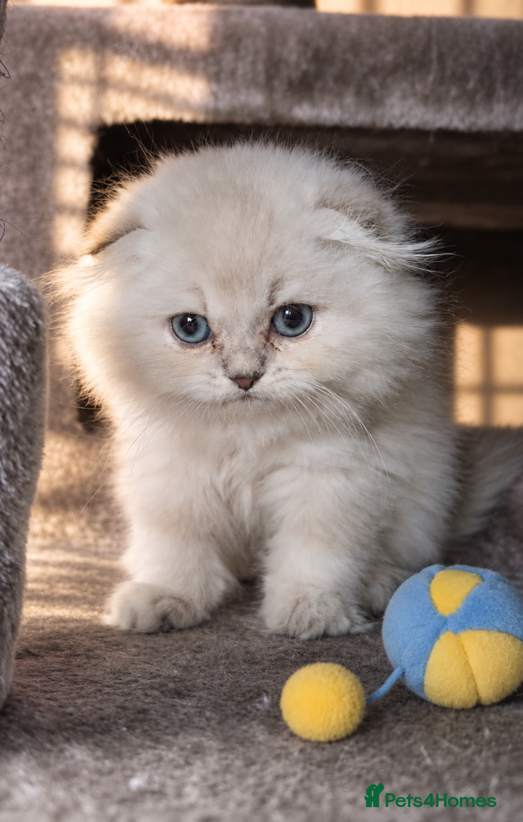 Scottish Fold cats for sale: 💓 LAST KITTEN 🐾 TICA reg - Advert 4