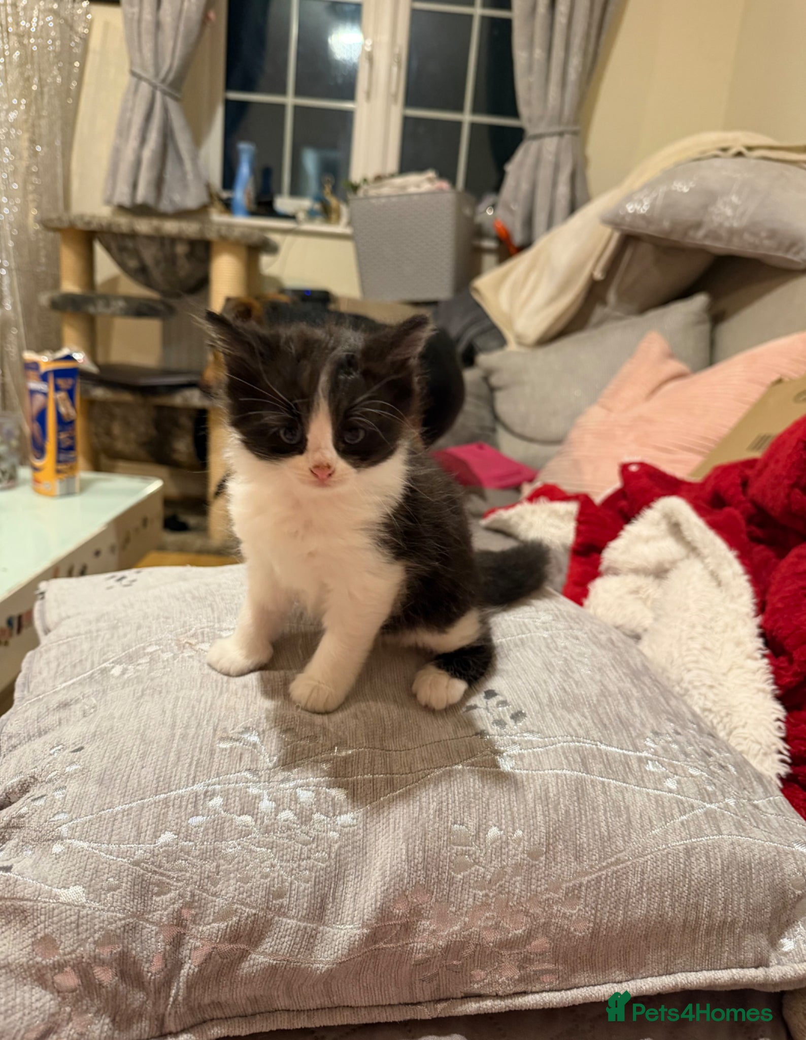 Mixed Breed cats 1 little fluffy black&white boy left. - Advert 1