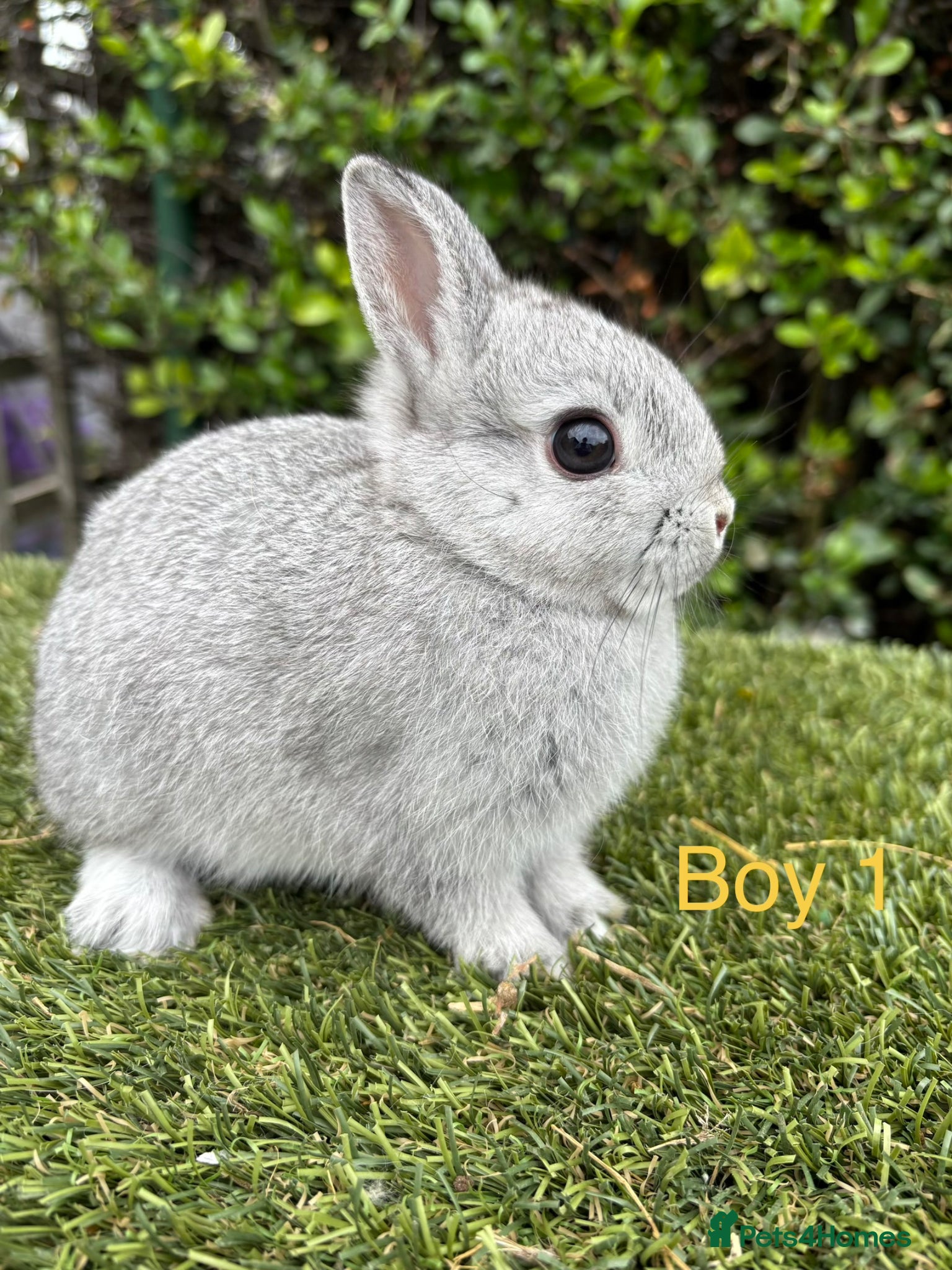 Netherland Dwarf rabbits Netherland Dwarf baby rabbits ready to leave  - Advert 3