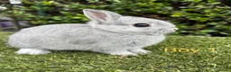 Netherland Dwarf rabbits for sale: Netherland Dwarf baby rabbits ready to leave  - Advert 1