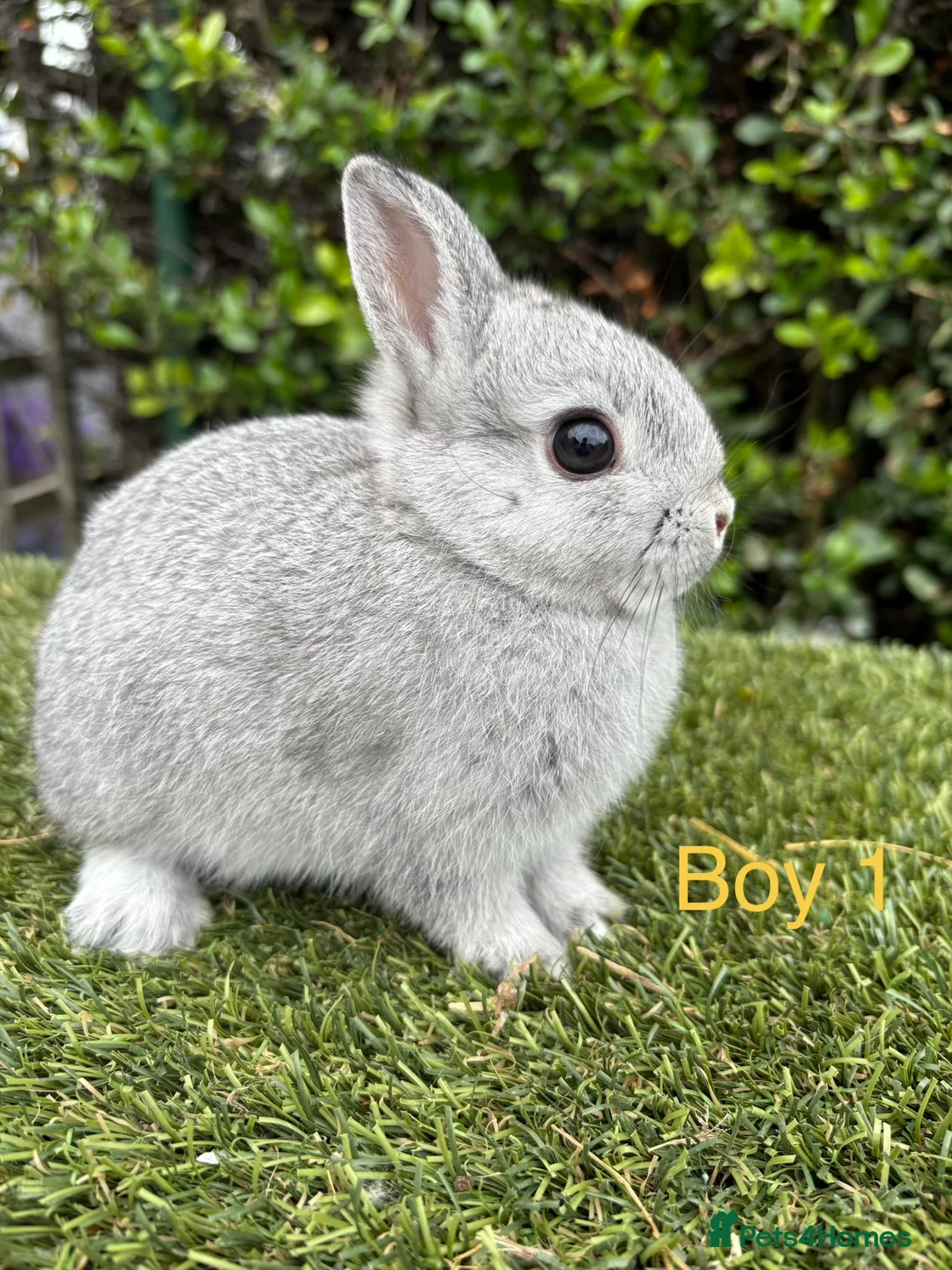 Netherland Dwarf rabbits for sale: Netherland Dwarf baby rabbits ready to leave  - Advert 1