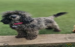 Toy Poodle dogs for sale: **Beautiful Toy Poodle Babies** - Image 8