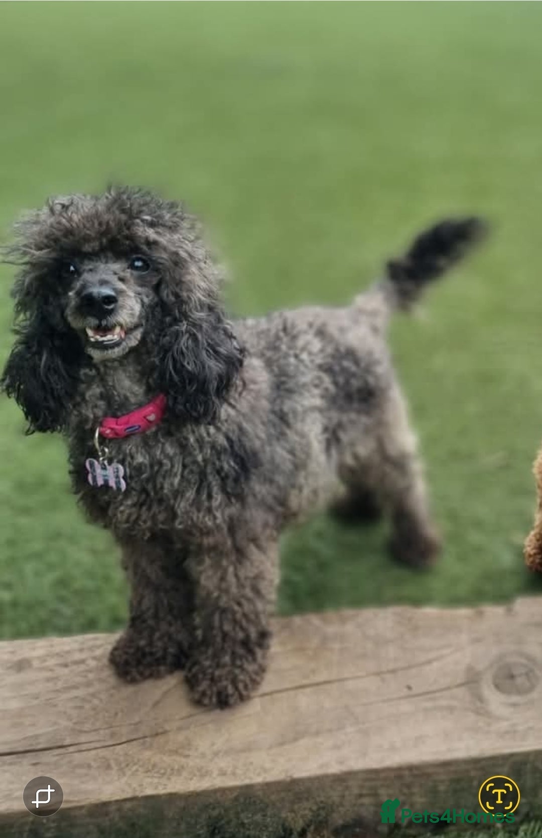 Toy Poodle dogs for sale: **Beautiful Toy Poodle Babies** - Image 8