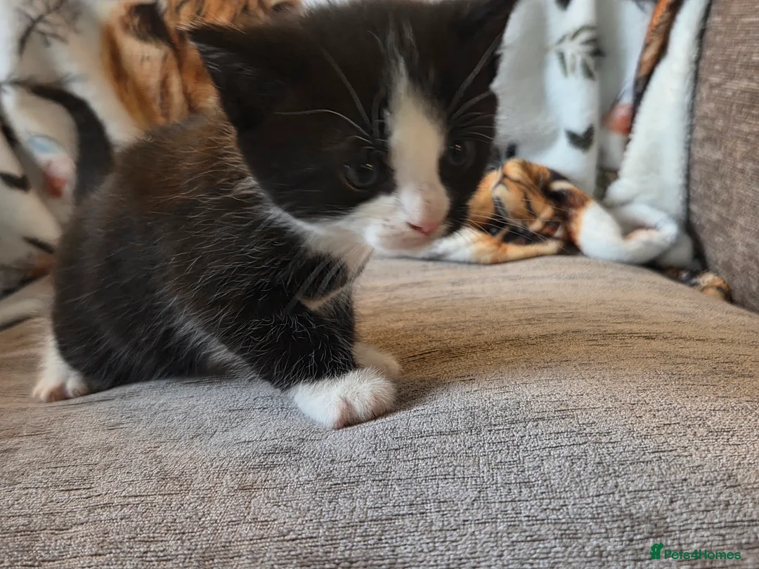Mixed Breed cats for sale: 2 kittens - Advert 6