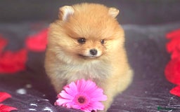 Pomeranian dogs for sale: 🔥XXXS🔥Pomeranian puppies🔥KC reg🔥for sale🔥 - Image 13