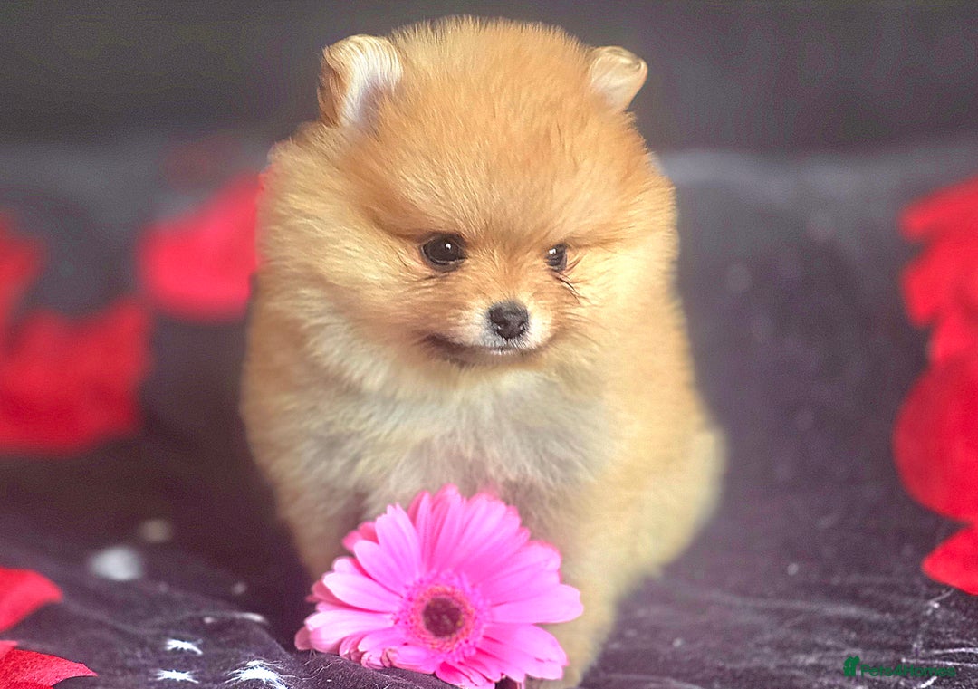 Pomeranian dogs for sale: 🔥XXXS🔥Pomeranian puppies🔥KC reg🔥for sale🔥 - Image 13