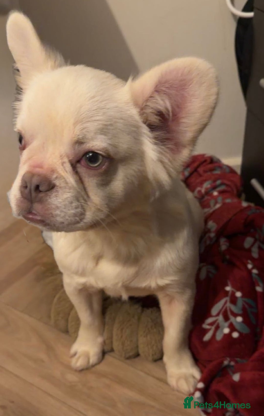 French Bulldog dogs for sale: 8 month frenchie pup OPEN TO OFFERS - Advert 2