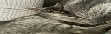 Maine Coon Kitten 2