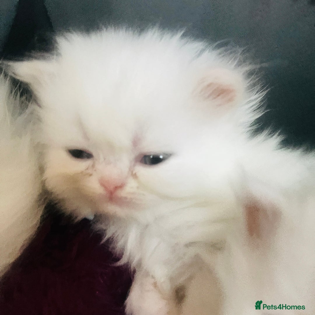 Persian cats for sale: ♥️🍃 ꨁ EXOTIC PERSIAN DOLL FACE KITTENS FOR SALE - Advert 19
