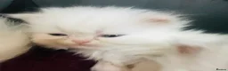 Persian cats for sale: ♥️🍃 ꨁ EXOTIC PERSIAN DOLL FACE KITTENS FOR SALE - Advert 19