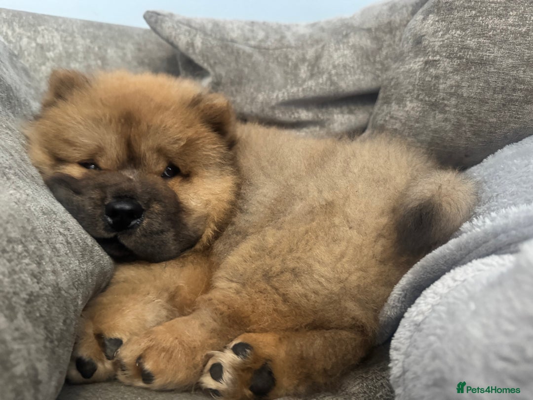 Chow Chow dogs for sale: 4 month old chow chow male  - Image 10
