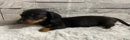 Miniature Dachshund dogs for sale: Miniature dachshund puppies  - Advert 6