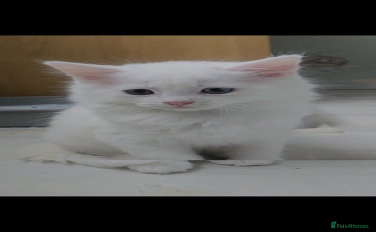 Turkish Angora cats - Advert 1