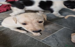 Lurcher dogs for sale: 5 lurcher pups looking for forever homes - Image 16