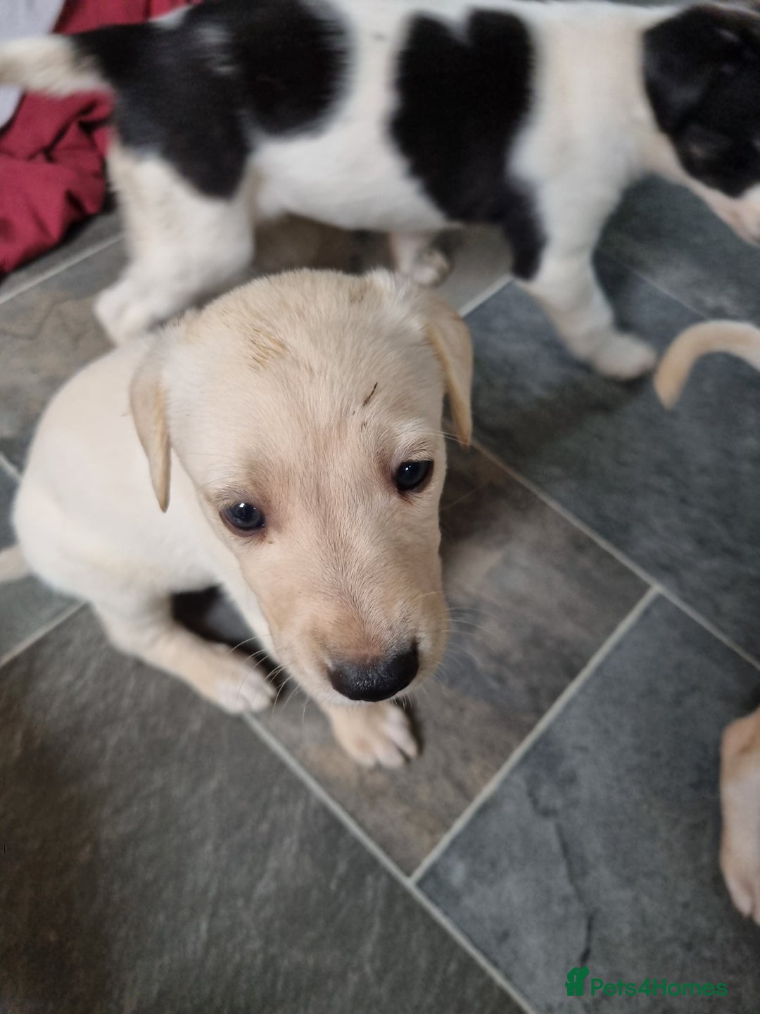 Lurcher dogs for sale: 5 lurcher pups looking for forever homes - Image 16