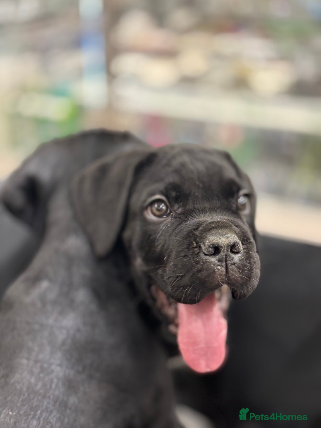 Cane Corso dogs for sale:  Reg - UKBKC Cane Corsos loyal family guardians  - Image 5