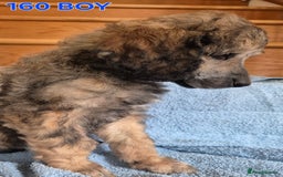 Standard Poodle dogs for sale: KC reg Brown Parti & phantom Standard Poodle pups - Image 18