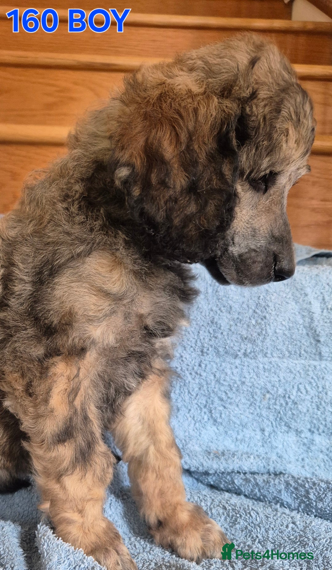 Standard Poodle dogs for sale: KC reg Brown Parti & phantom Standard Poodle pups - Image 18