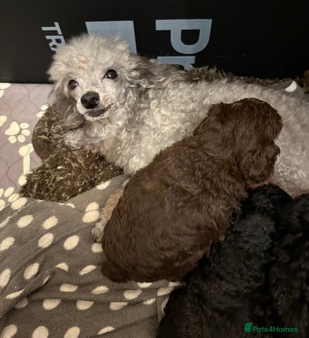Toy Poodle dogs for sale: Beautiful KC Registered Toy Poodle Puppies - Advert 3
