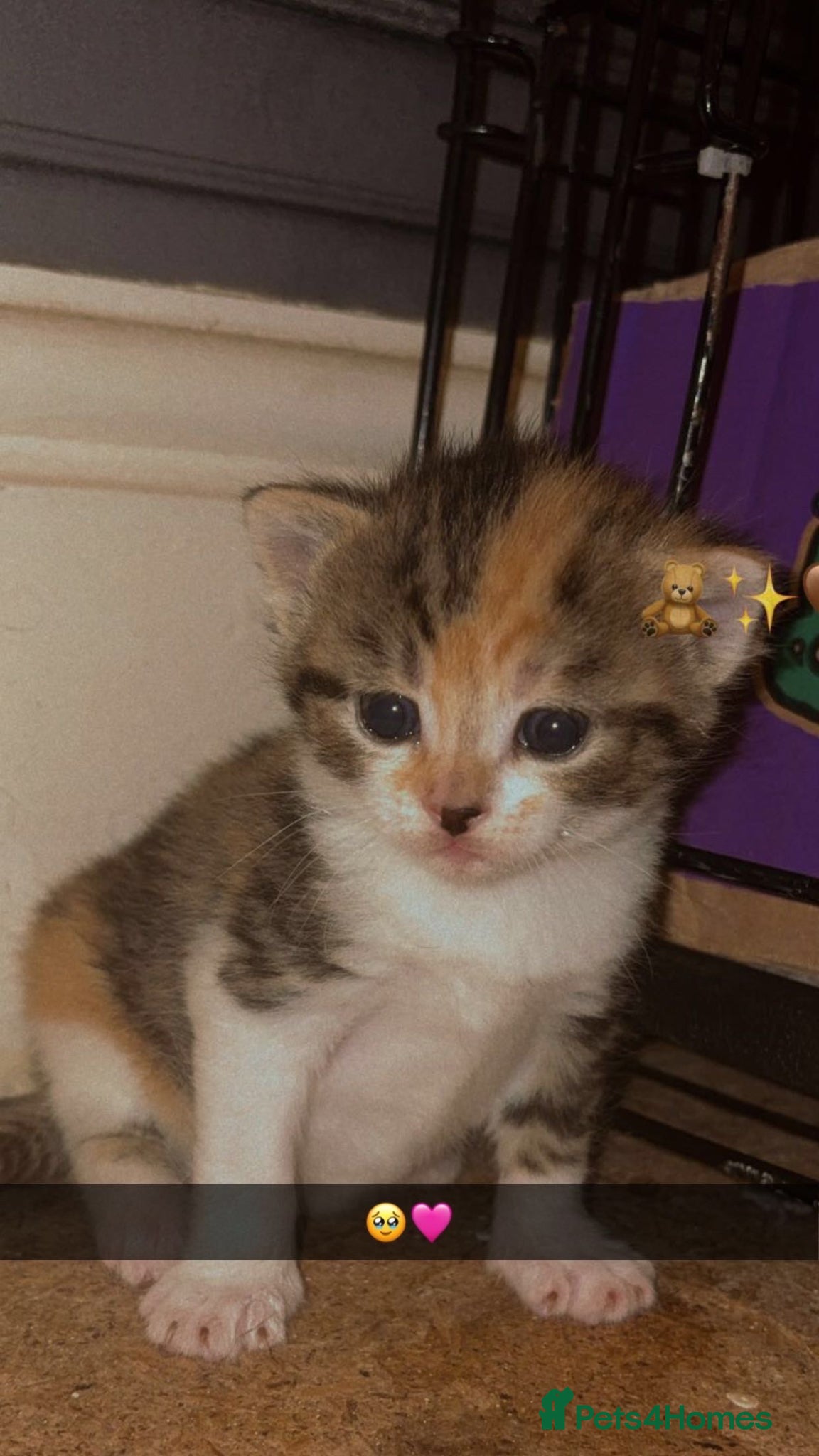 Mixed Breed cats for sale: Kittens due 5th july  in Liverpool - Advert 4