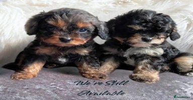 Cavapoo dogs - Advert 7