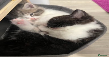 Mixed Breed cats - Advert 3