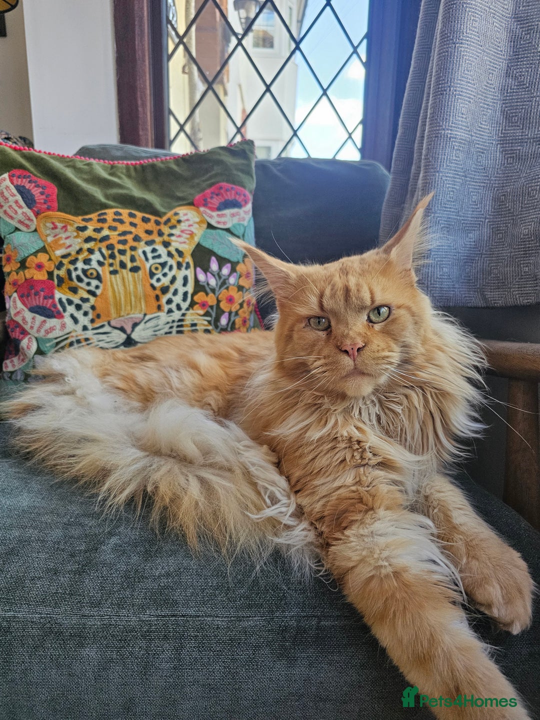 Maine Coon cats for sale: Maine Coon kittens looking for loving homes - Advert 6