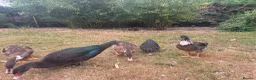 Ducks poultry for sale: Muscovy Ducks for sale - Male & Female - Advert 14