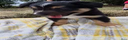Border Collie dogs for sale: Border Collie Puppies for Sale in Ruthin - Advert 10
