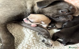 Pug dogs for sale: £500 pug puppies - Image 12