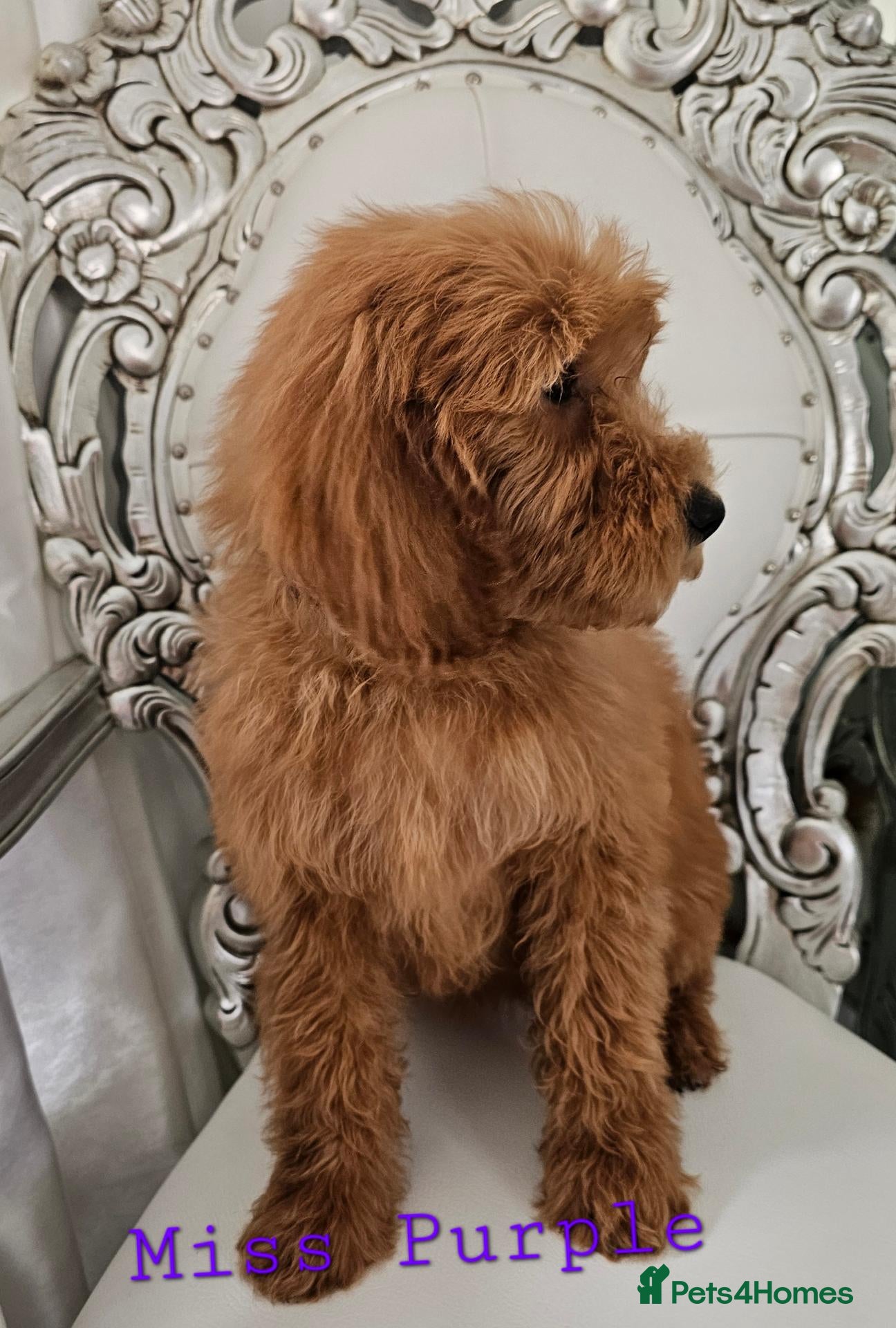 Mini Goldendoodle dogs Goldendoodle F1b Ready Now - Advert 2