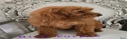 Mini Goldendoodle dogs for sale: Goldendoodle F1b 2 girls remaining - Advert 2