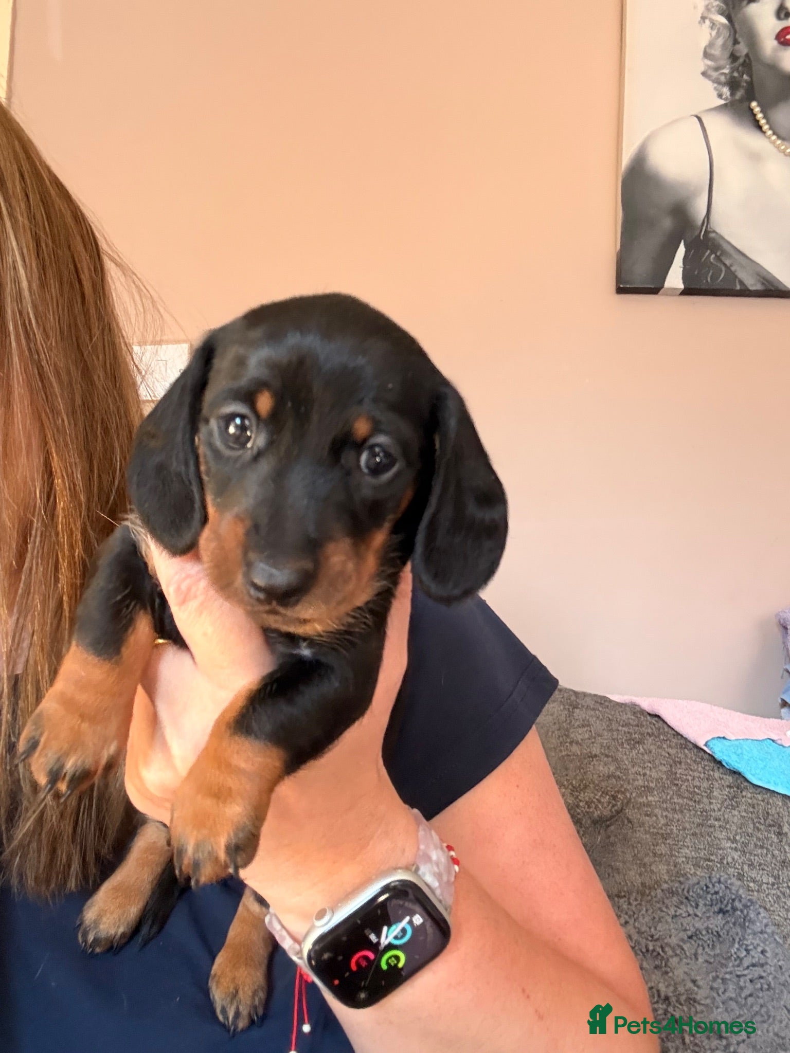 Miniature Dachshund dogs Miniature Dachshund  - Advert 1