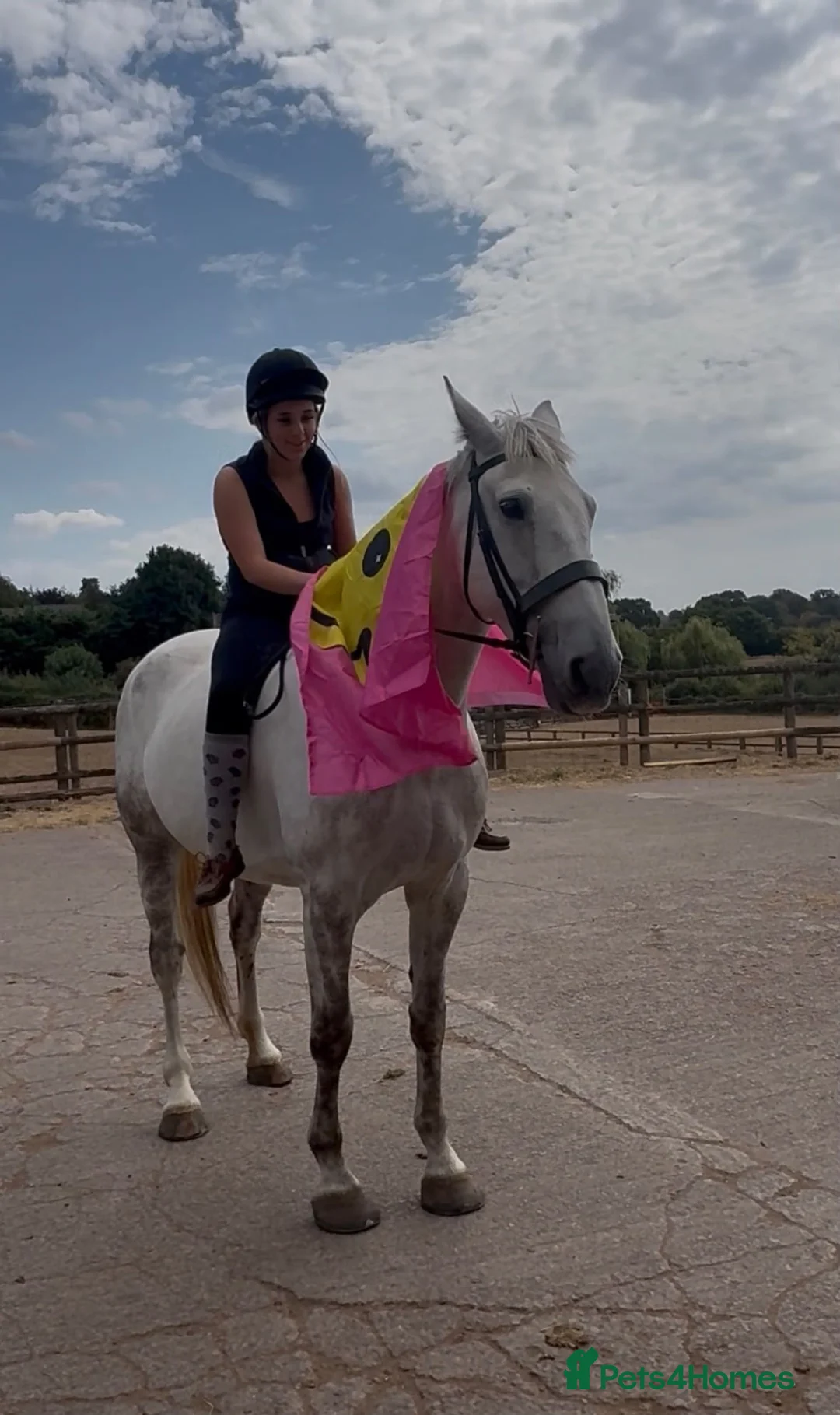 Irish Draught horses for sale: The ‘Hero’ We All Need  - Advert 2