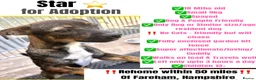 Mixed Breed dogs for adoption: Star for Adoption  in Fareham - Advert 1