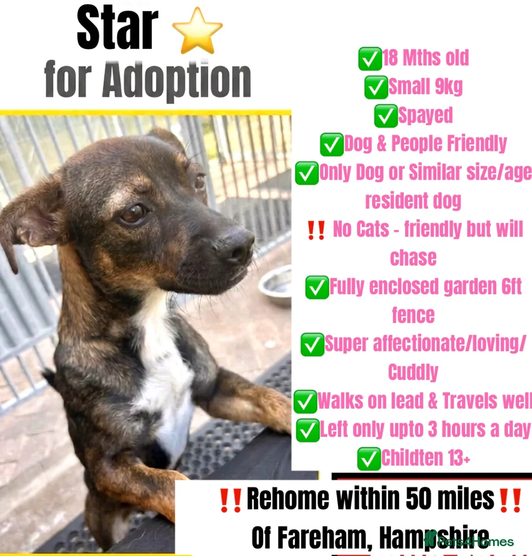 Mixed Breed dogs for adoption: Star for Adoption  in Fareham - Advert 1