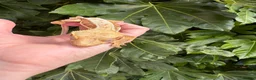 Gecko reptiles for sale: Lily white crested geckos - Advert 5