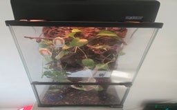 Frog reptiles for sale: Two red eyed tree frogs - Image 1