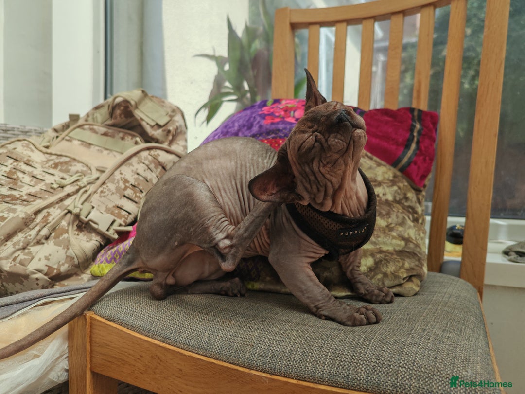Sphynx cats for sale: Sphynx Bambino for sale with blue eyes  - Image 2