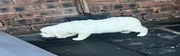 Golden Retriever dogs for sale: Little Polar Bear Puppies - Advert 9