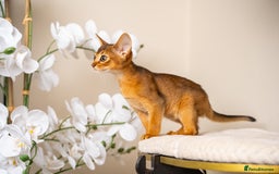 Abyssinian cats for sale: Premium Abyssinian kittens-TICA- Champion Pedigree - Image 32