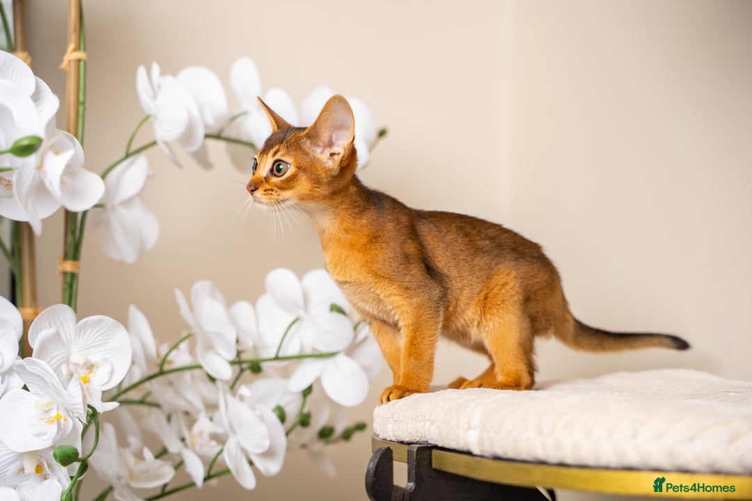 Abyssinian cats for sale: Premium Abyssinian kittens-TICA- Champion Pedigree - Image 32