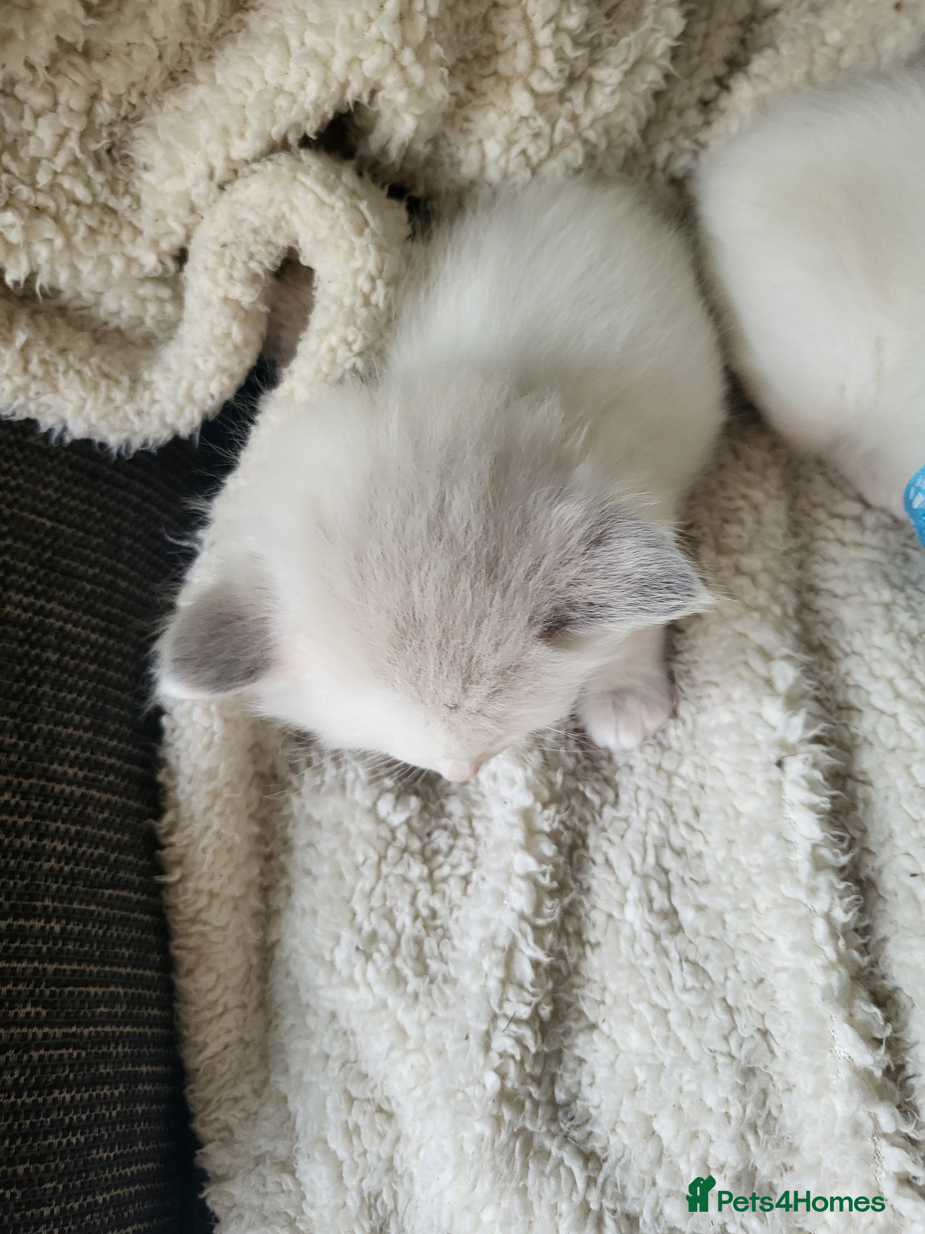 Ragdoll cats Exceptional pure bred ragdolls - Advert 2