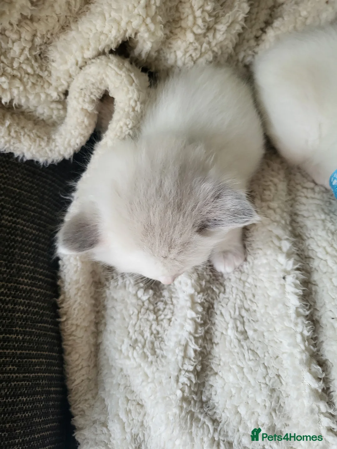 Ragdoll cats for sale: Exceptional pure bred ragdolls in Stoke-on-Trent - Advert 2